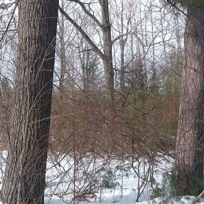 2 wooded acres Profile Picture