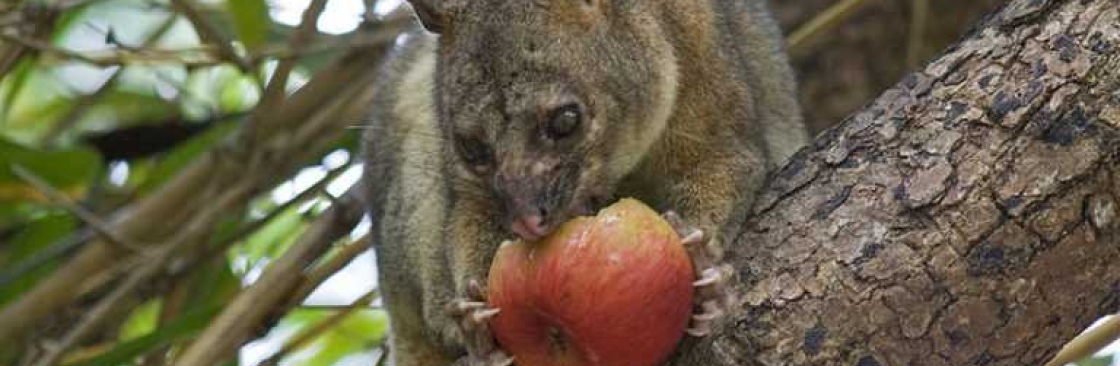 Possum Removal Melbourne Cover Image