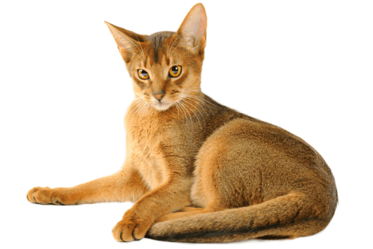 Cat Shop In Lucknow - LaPet India