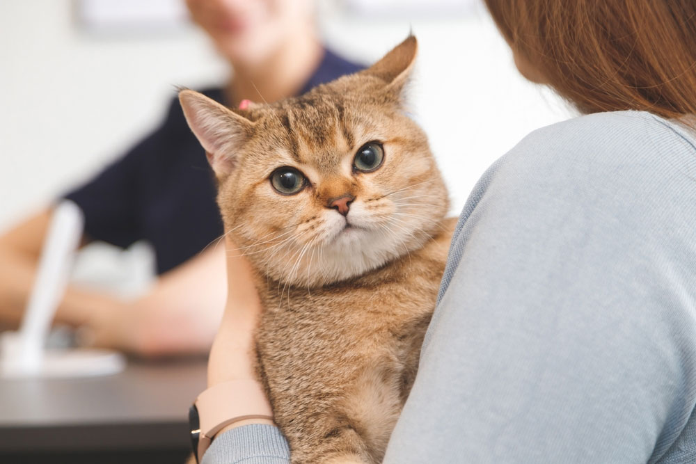 Thriving in Veterinary Medicine: 5 Daily Habits for a Fulfilling Career - Family Vet Care of Oakdale