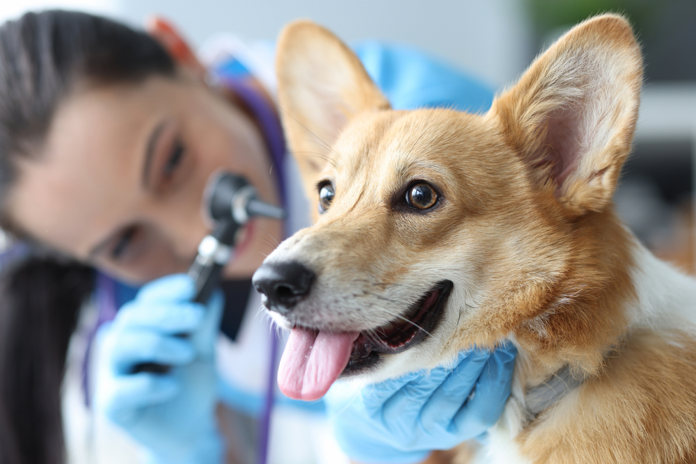 The Wonders of Wellness Visits: 5 Reasons Your Pet’s Wellness Care Is Essential - Family Vet Care of Oakdale