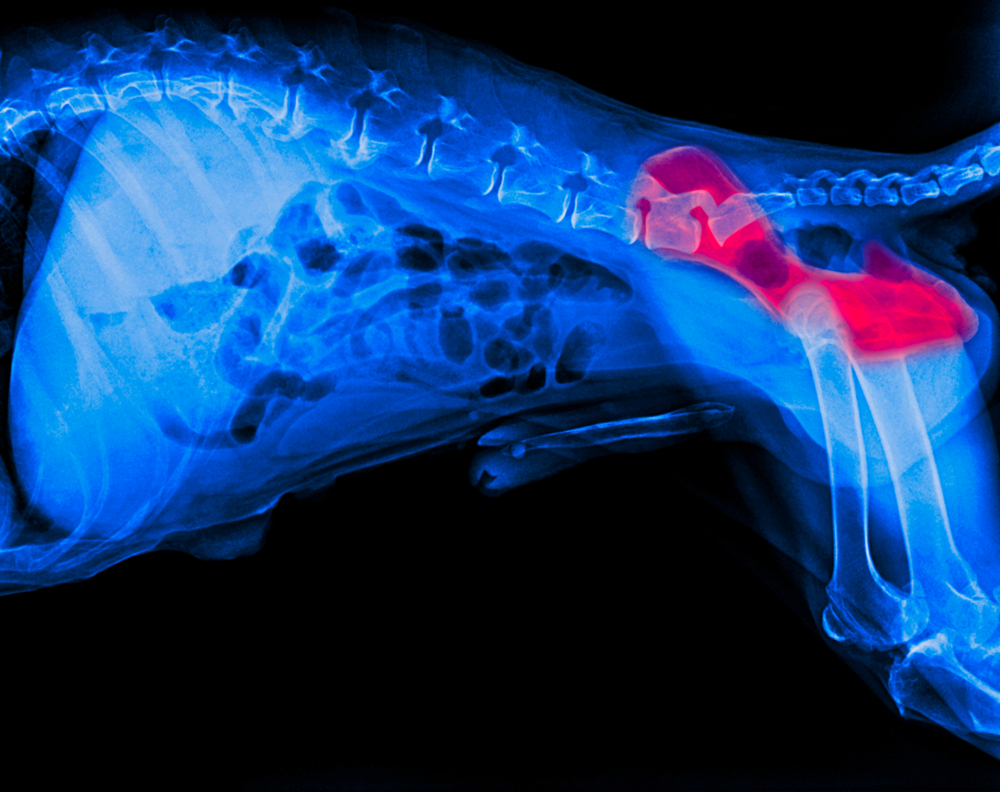 Hip Dysplasia in Dogs | Family Vet Care of Oakdale Guide