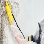 Denville Mold Remediation profile picture