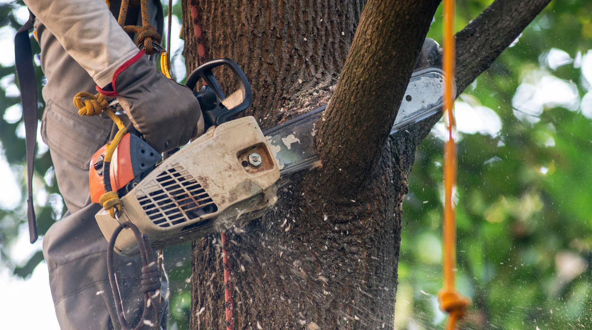 Tree Removal Richmond - Edward Payne & Co