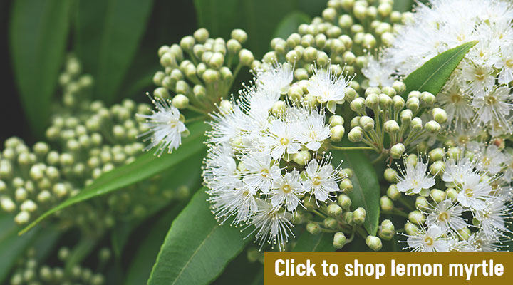 Backhousia citriodora: How to grow lemon myrtle | Flower Power