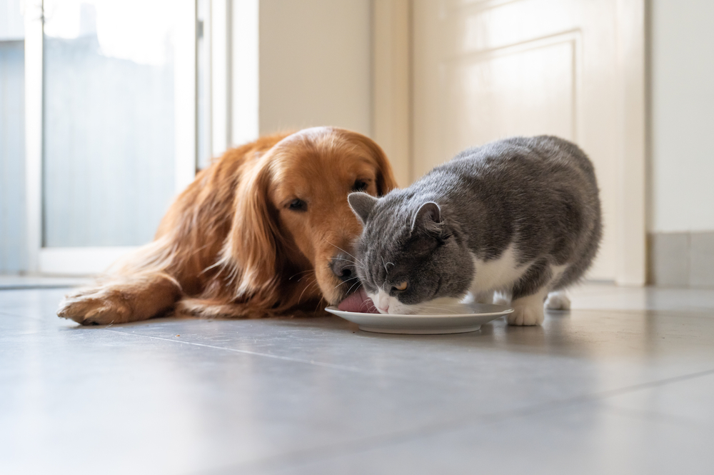Pet Nutrition Myths Busted: Get the Facts for Healthier Pet