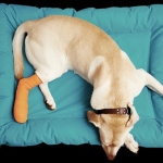 Boulevard Animal Hospital profile picture