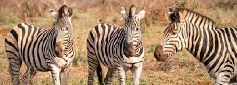 Wild Planet Safari Cover Image