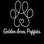 Golden Acres Puppies profile picture