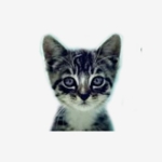 We Love Cats and Kittens profile picture
