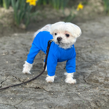 Common Mistakes to Avoid When Buying Small Dog Accessories and Clothes: ext_6840982 — LiveJournal