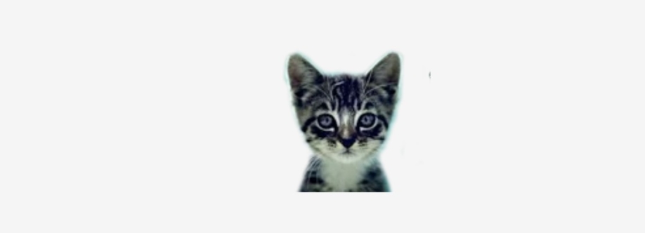 We Love Cats and Kittens Cover Image