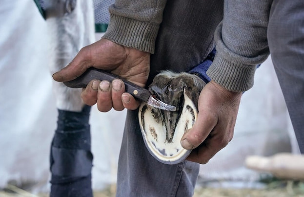 What Is a Hoof Knife? A Complete Beginner’s Guide | Interesting Facts