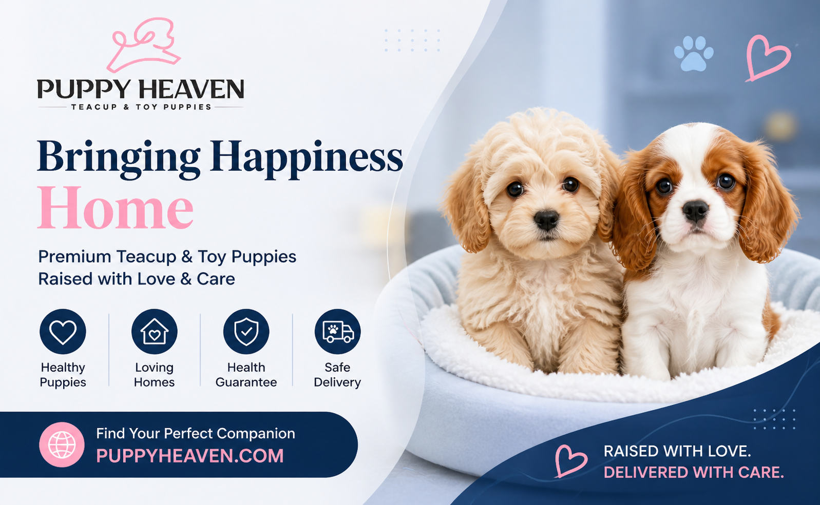 Cavachon Puppies: Price, Care, Temperament & Full Guide